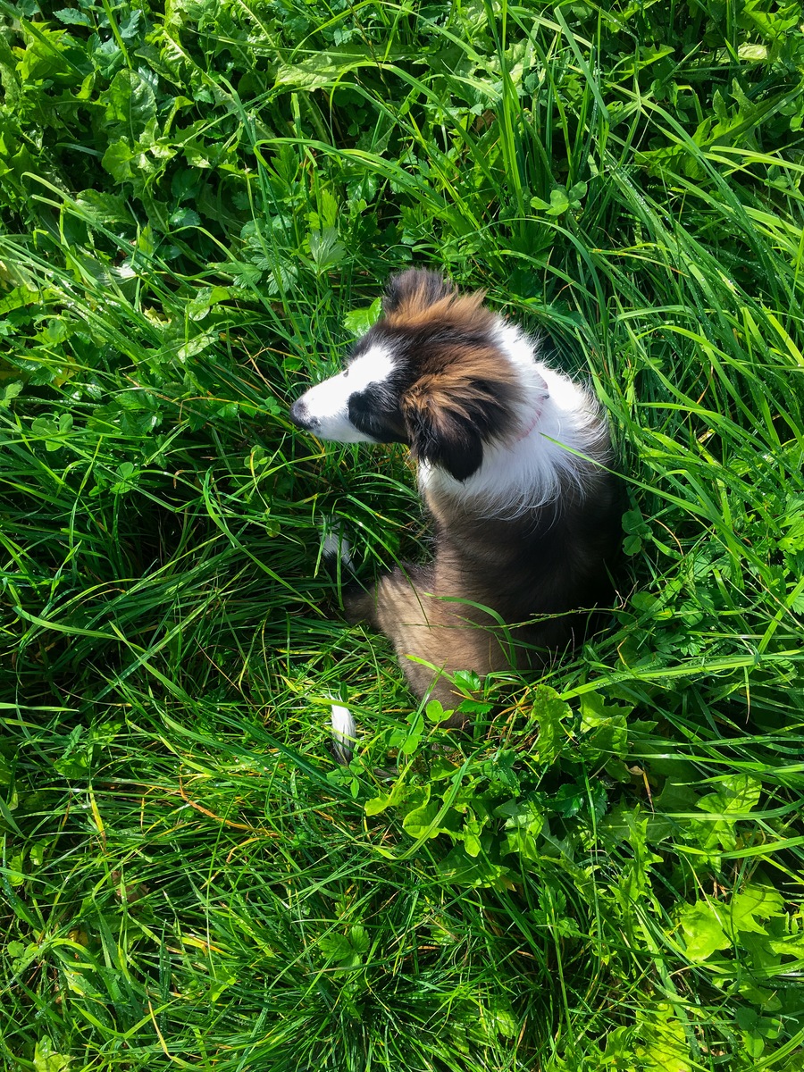 affiah_199's tweet photo. My rescue pup grew from a tiny ball of fur to my loyal adventure buddy in just 6 months  Every little step is worth it! https://t.co/cSKtuEvved