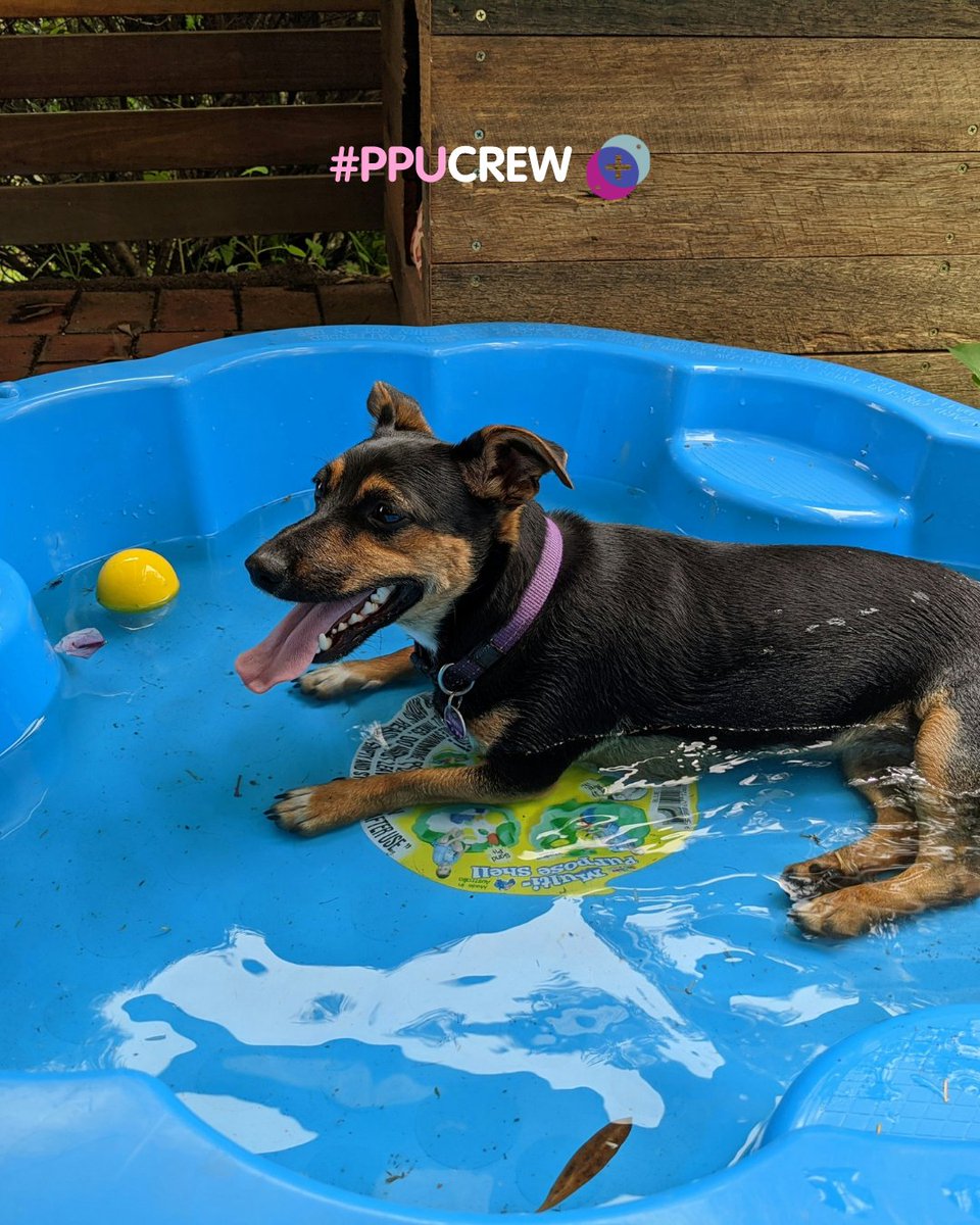 PetsPlusUsIns's tweet photo. It's a cool dog summer 💦

Share your pics of your #PPUcrew to be featured on our socials 🐾 https://t.co/4I8VexL9Y1