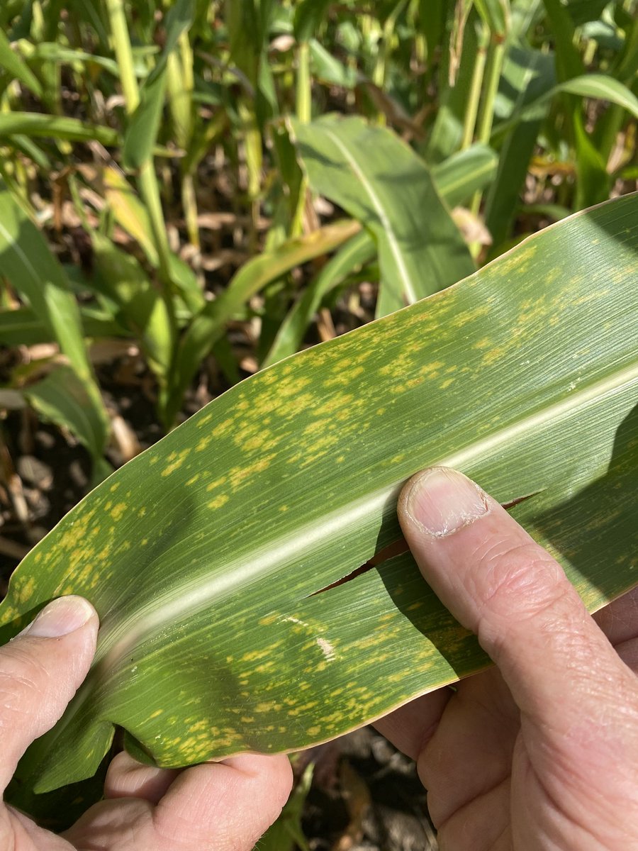 seedspecialist's tweet photo. Another school day near Grantham, heavy land has produced a respectable crop for the year, light sand land in the clamp already doing a little over 20t/ha. Some notable varieties performing well, some not so well. #Maize26 https://t.co/VQfFvtwDyF