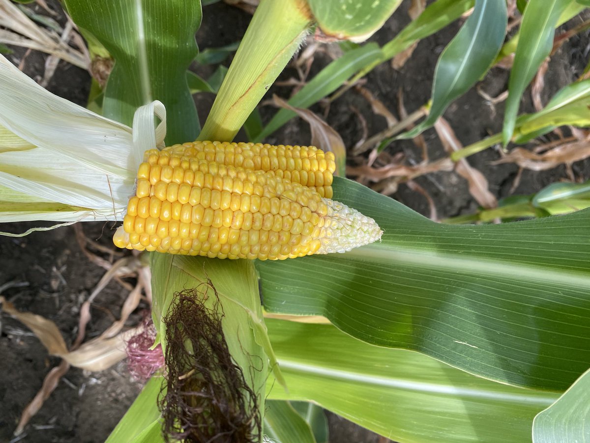 seedspecialist's tweet photo. Another school day near Grantham, heavy land has produced a respectable crop for the year, light sand land in the clamp already doing a little over 20t/ha. Some notable varieties performing well, some not so well. #Maize26 https://t.co/VQfFvtwDyF