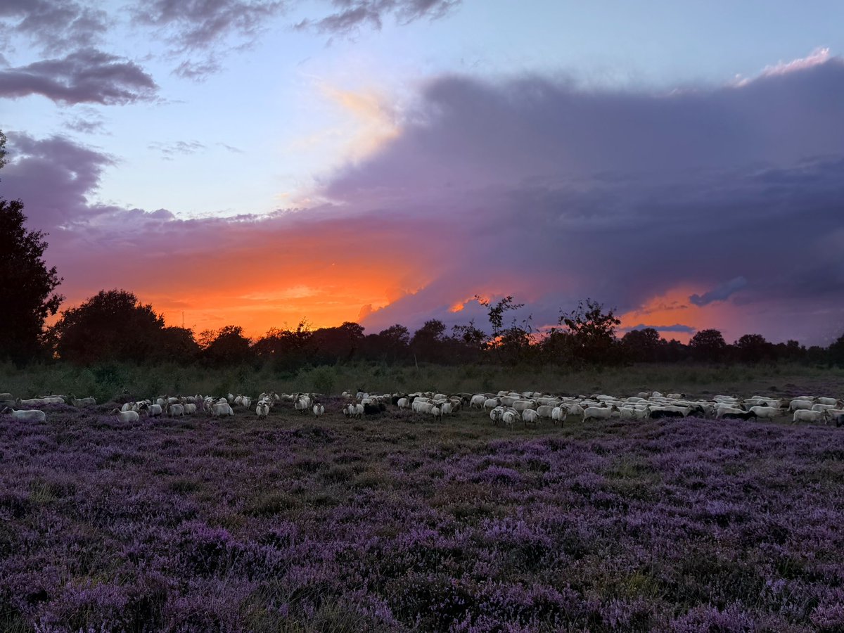 zaepnaerg's tweet photo. Na een plensnatte (eindelijk!) dag met volgens mij gemakkelijk 20mm regen toch nog een gouden randje. 😍
#zonsondergang #Ballooërveld #SchaapskuddeBallooerveld #ballookudde https://t.co/c13I90sszL