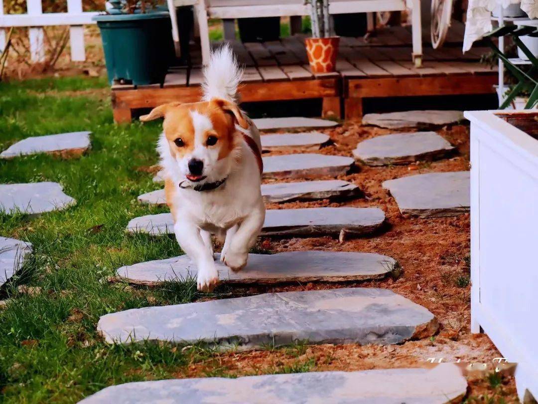 JacqueMinnsf's tweet photo. Watched my little rescue pup take his first wobbly steps up the ramp today—grown up so fast and my heart’s so full! https://t.co/KIvEoUmp2f