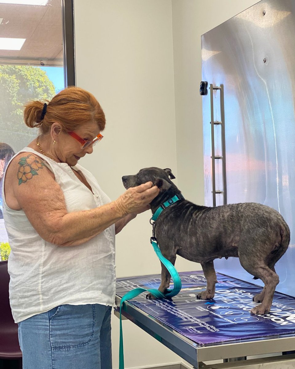 15outof10's tweet photo. This is Mattie. She arrived at her rescue with dental disease, mammary masses, and a skin infection that caused fur loss. We were able to cover all of her care thanks to a donation from @seescandies. Now her fur is growing back, and she's available for adoption with K9 Kismet ❤️‍🩹 https://t.co/SsmSZrGzkv