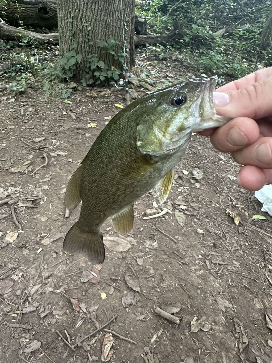 HoppleJust4897's tweet photo. Had a little over an hour before the rain. Seven minute getaway spot. Fishing can be a lot like gambling. Lost two lures, two hooks, caught two little bass, and didn’t hit the jackpot. 🎣 🐢 🌧️ 🎰 https://t.co/e71JuLTr1D