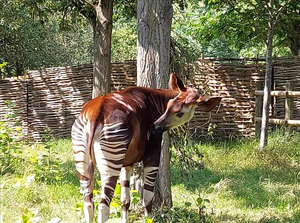 MENAFN's tweet photo. Okapi: New Book Celebrates A Once Famous Animal And Recovers Indigenous Experts' Place In Its History #Okapi: #Book #Celebrates #Once #Famous #Animal #Recovers #Indigenous #Experts' #Place #History #School #University #Collage #Teach #Studentgggg https://t.co/DaMZRCG9Ie https://t.co/CD4BrC6uEH