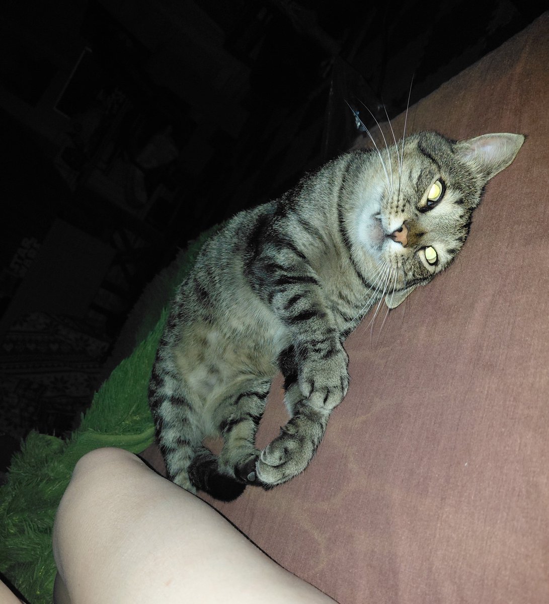 TipsyParrot's tweet photo. Влігся шпать https://t.co/BNk7JbK4dg
