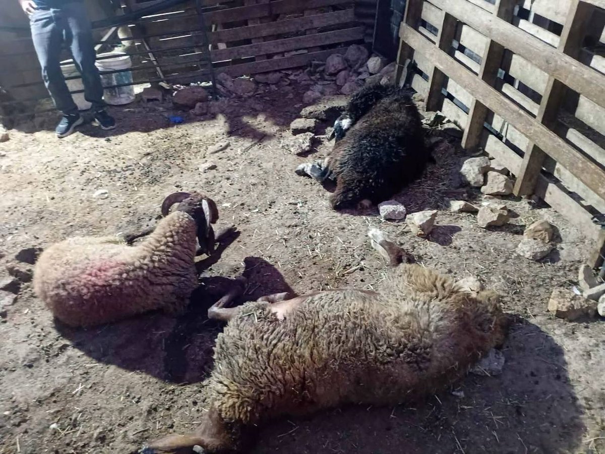 QudsNen's tweet photo. Breaking | Several sheep belonging to a Palestinian farmer died after drinking from a water well poisoned by extremist Israeli settlers in the vicinity of Mount Ebal in the city of Nablus, the occupied West Bank. https://t.co/pJs2vob6hM