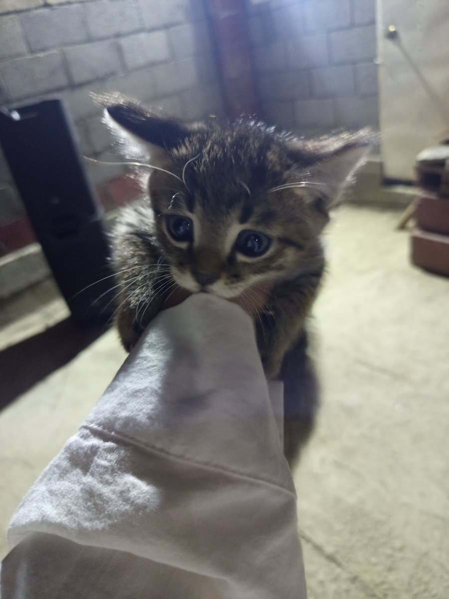 niikiitoooooos's tweet photo. он кусается как собака https://t.co/pYobluFPvy