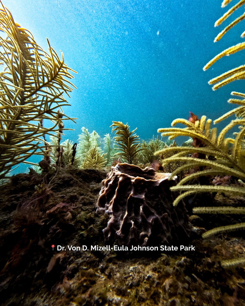 VISITFLORIDA's tweet photo. Photos of Florida that made me say “wow” out loud.

📸 Featuring images from the 2025 @flstateparks Photo Contest winners and finalists:

Photo 1: Silver Springs State Park | Dawn Campbell
Photo 2: Washington Oaks Gardens State Park | Carlos Salinas
Photo 3: Dr. Von D. Mizell-Eula Johnson State Park | Bryce Voss
Photo 4: Olustee Battlefield Historic State Park | Shane Carroll