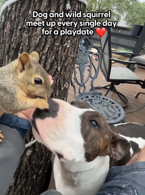 Leonhard7Euler's tweet photo. It's the dog and the squirrel, not the man and the squirrel

https://t.co/jQyjSTha1X https://t.co/59aWJKPWi3