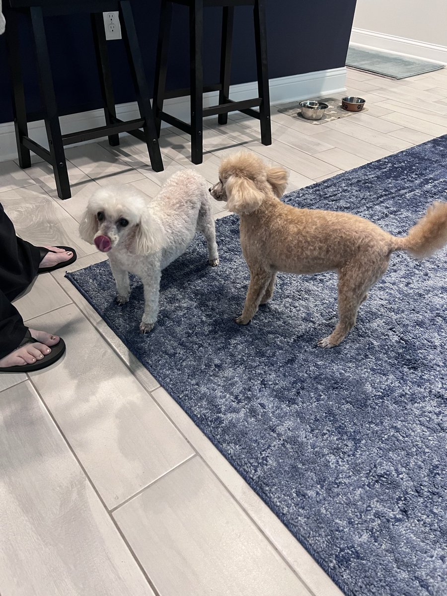 CandM2008's tweet photo. The poods have been groomed and are looking good! https://t.co/FM2YTsogbi
