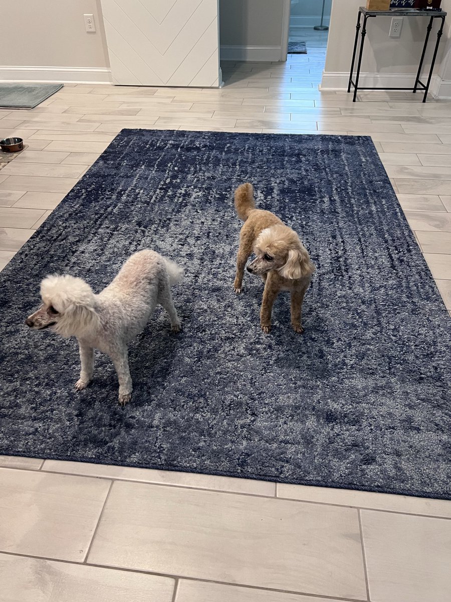 CandM2008's tweet photo. The poods have been groomed and are looking good! https://t.co/FM2YTsogbi