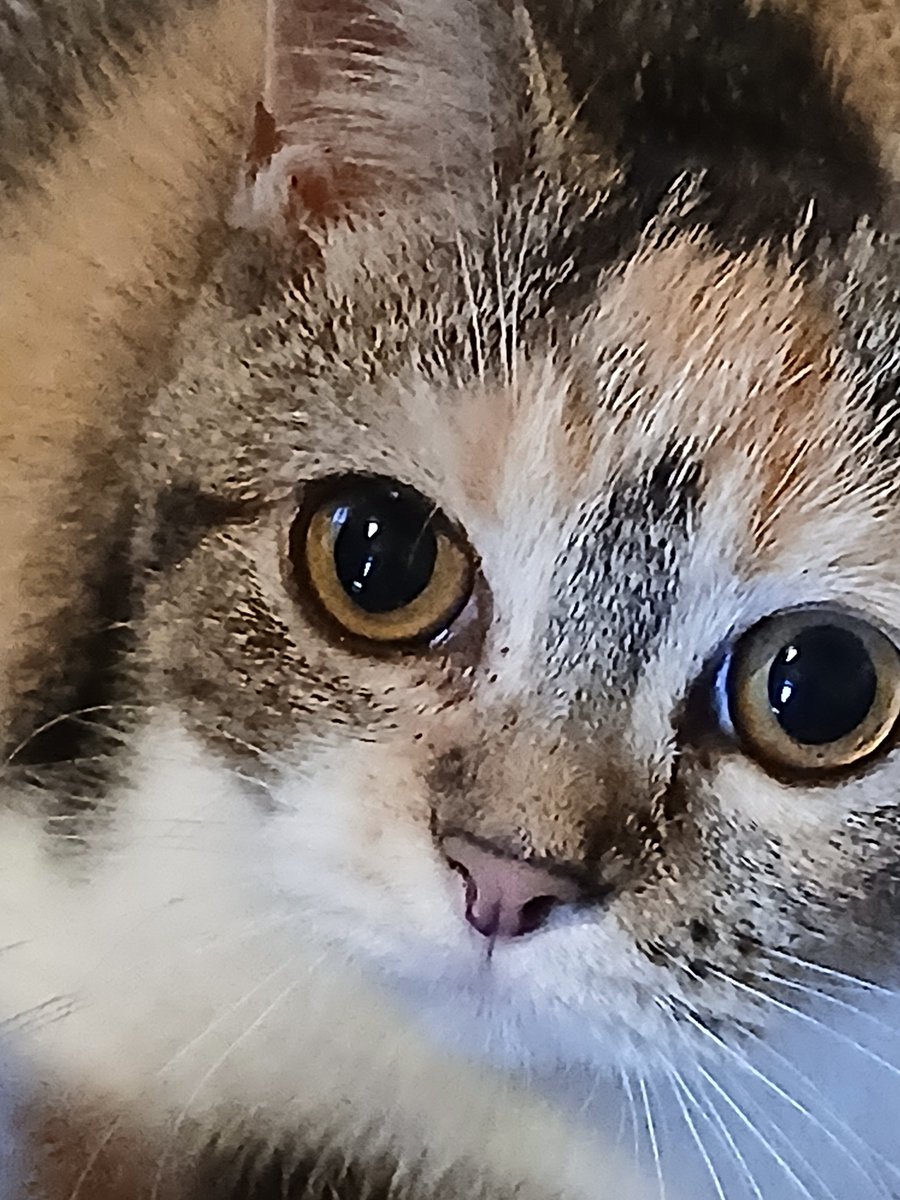 akito3789's tweet photo. 新しい家族になりました、名前はちいかわ(まんちかん)、癒されます！ https://t.co/gSYvBfFAMU