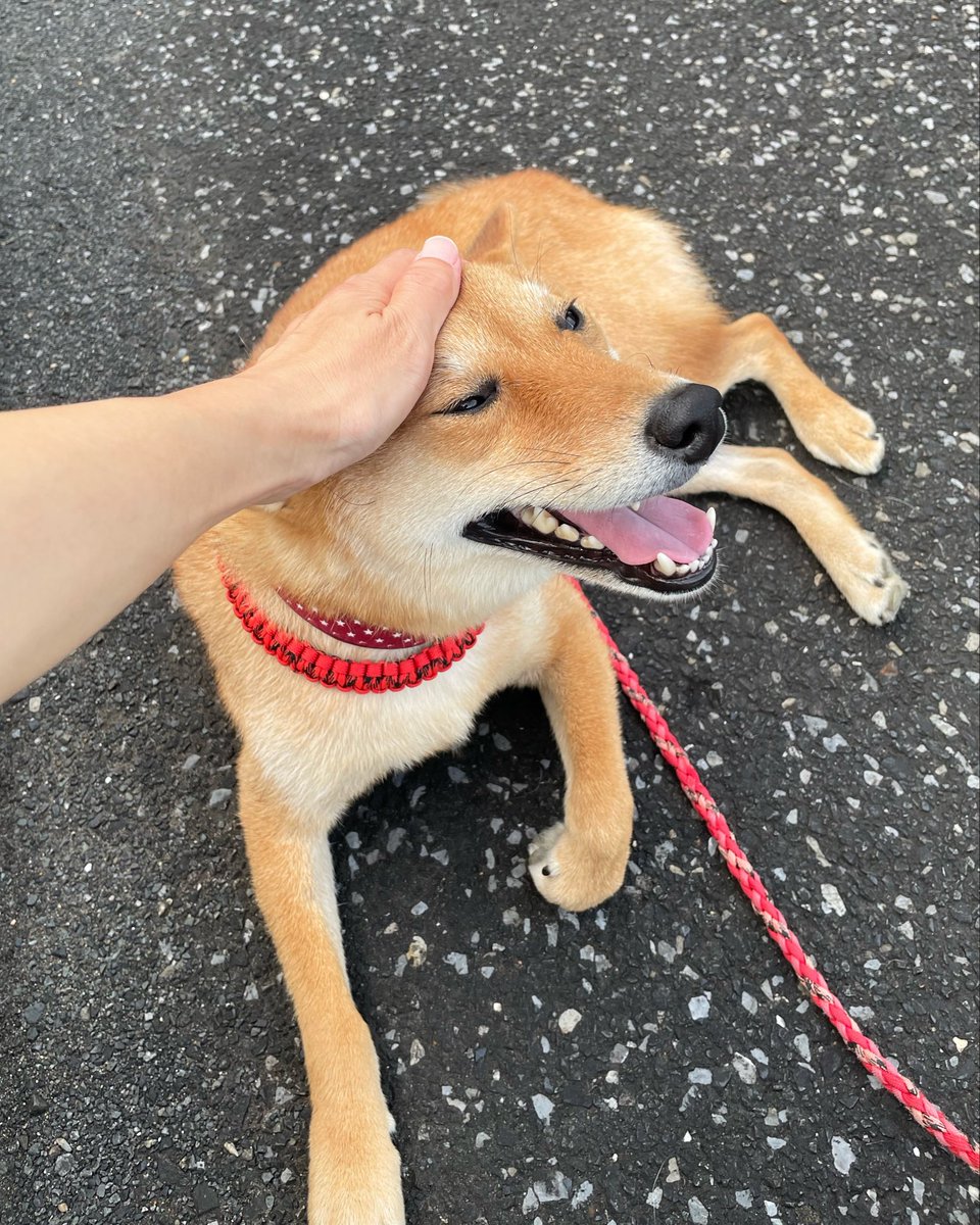 chata_roooo's tweet photo. 🐕おはチャタ🌞

えへへへへへへ〜〜

#柴犬 #チャタ https://t.co/NZu1roFEct