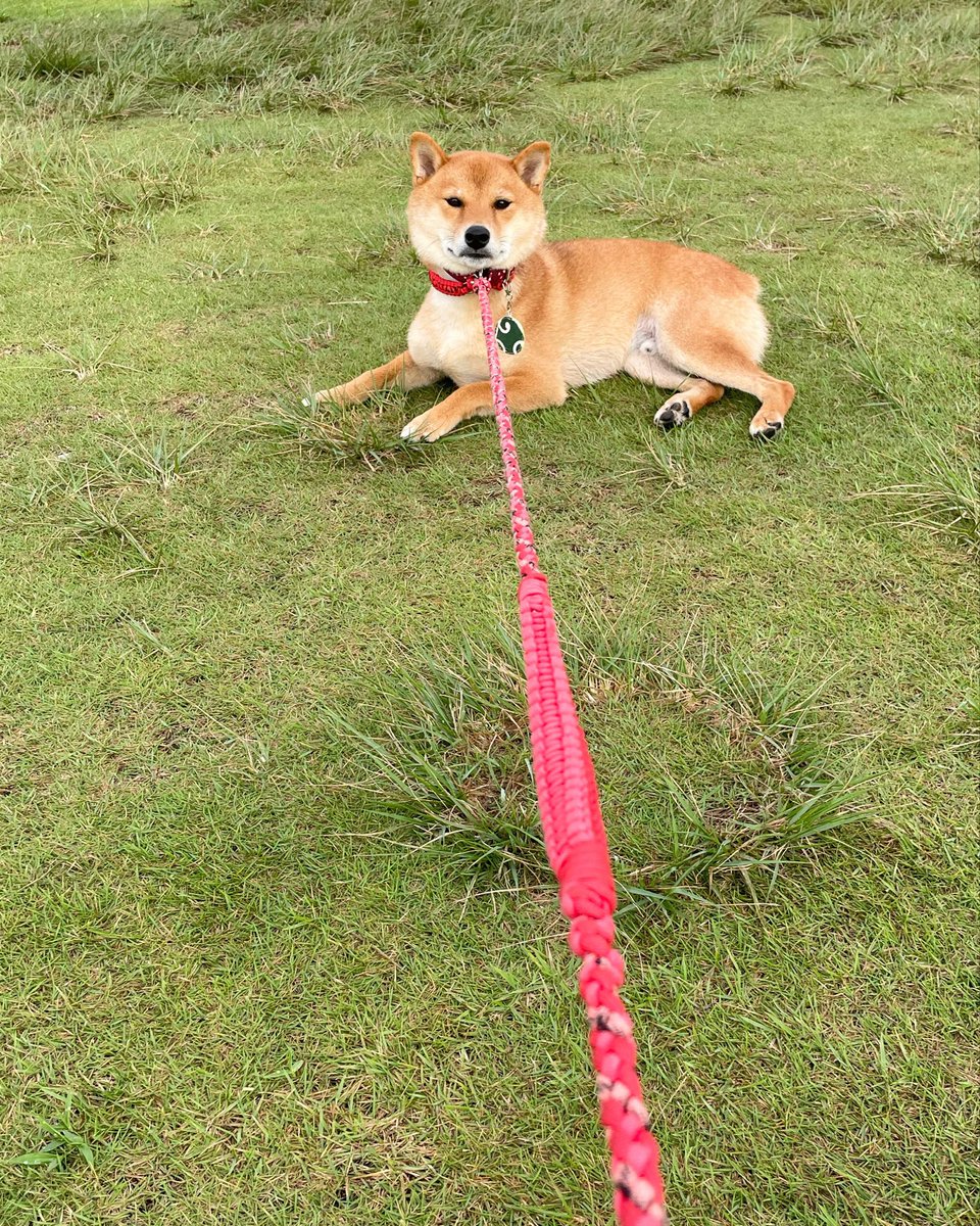 chata_roooo's tweet photo. 🐕おはチャタ🌞

まだここに居るワン💨

#柴犬 #チャタ https://t.co/v8IUAiSCsN