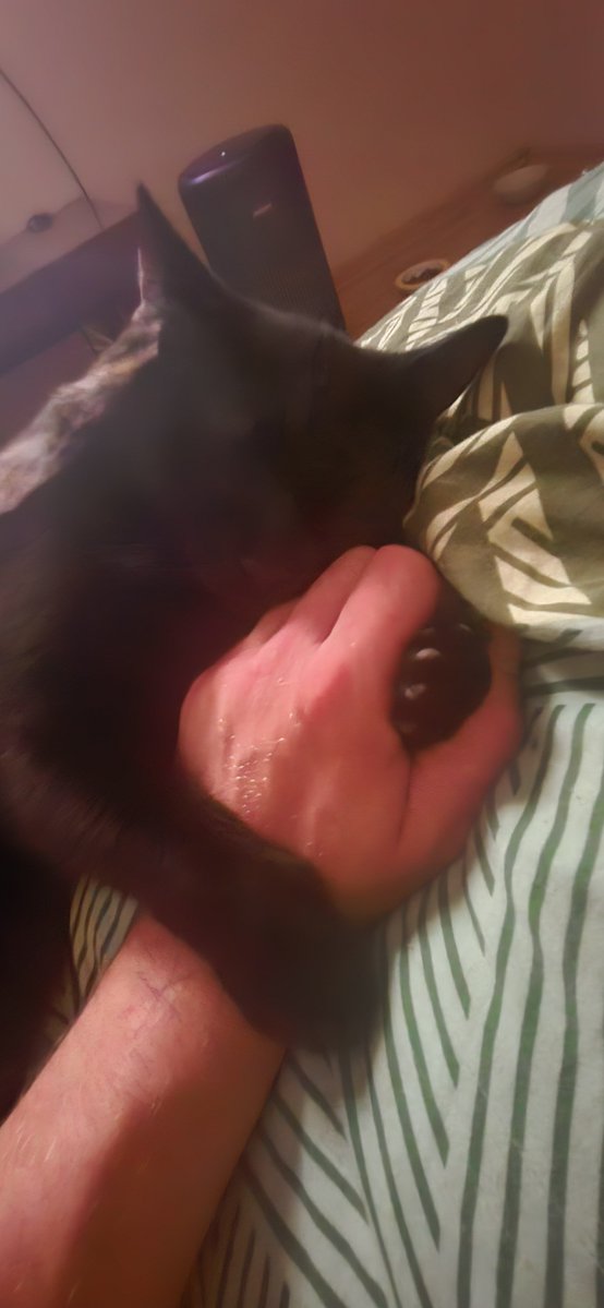 CATHOUSE202607's tweet photo. #Misha.
I used to think dogs were more loyal.
Now I’m not so sure.
The way he holds my hand like this…
maybe he really is a little Einstein.
#ExhaustingHappiness
#Cathouse202607 #CatsofTwitter #CatsOfX #RealCats #CatLife
#BlackCat #CatLove #CatBond #SmartCat https://t.co/BmW4jPfWoL