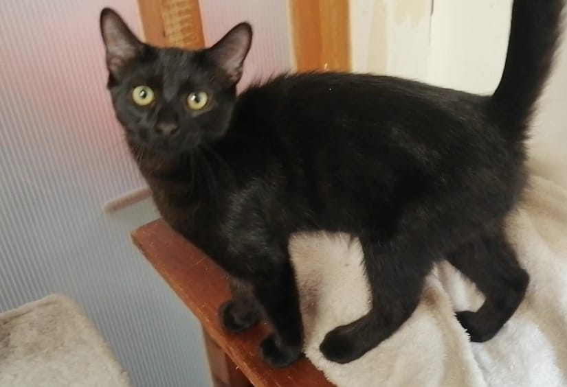 animalswilmslow's tweet photo. Kathy &amp; Mona 🐾
Two curious, playful 5‑month‑old girls. 
Available together or separately. 
Meet/adopt: https://t.co/Rpq2SAzV7o
#AdoptDontShop #Wilmslow https://t.co/a1G1lZgxJe