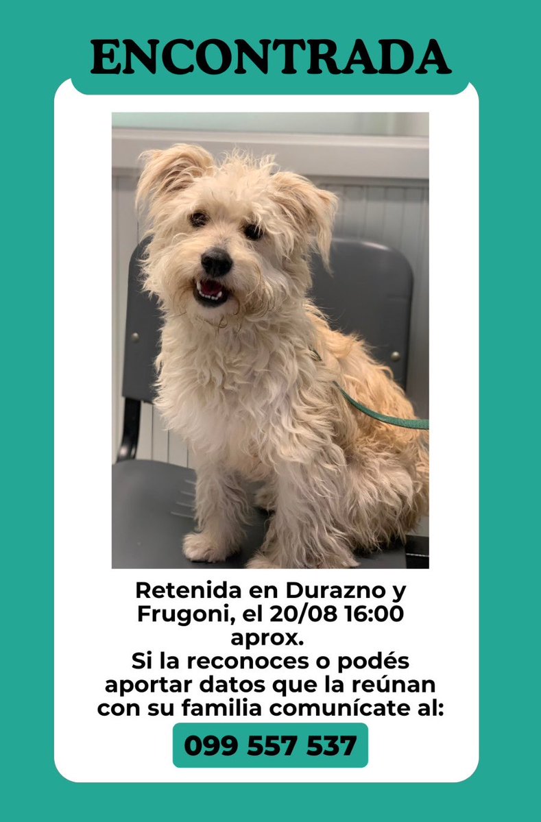 josemacaraballo's tweet photo. Si alguien anda buscando a esta perrita, la encontraron en Parque Rodó, si comparten se agradece.-📱 https://t.co/p3iQ2r3c7w