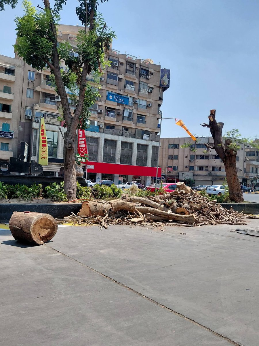 EgyptNews_fr's tweet photo. Le massacre des arbres continue en Égypte… https://t.co/O4KkgqqFbQ