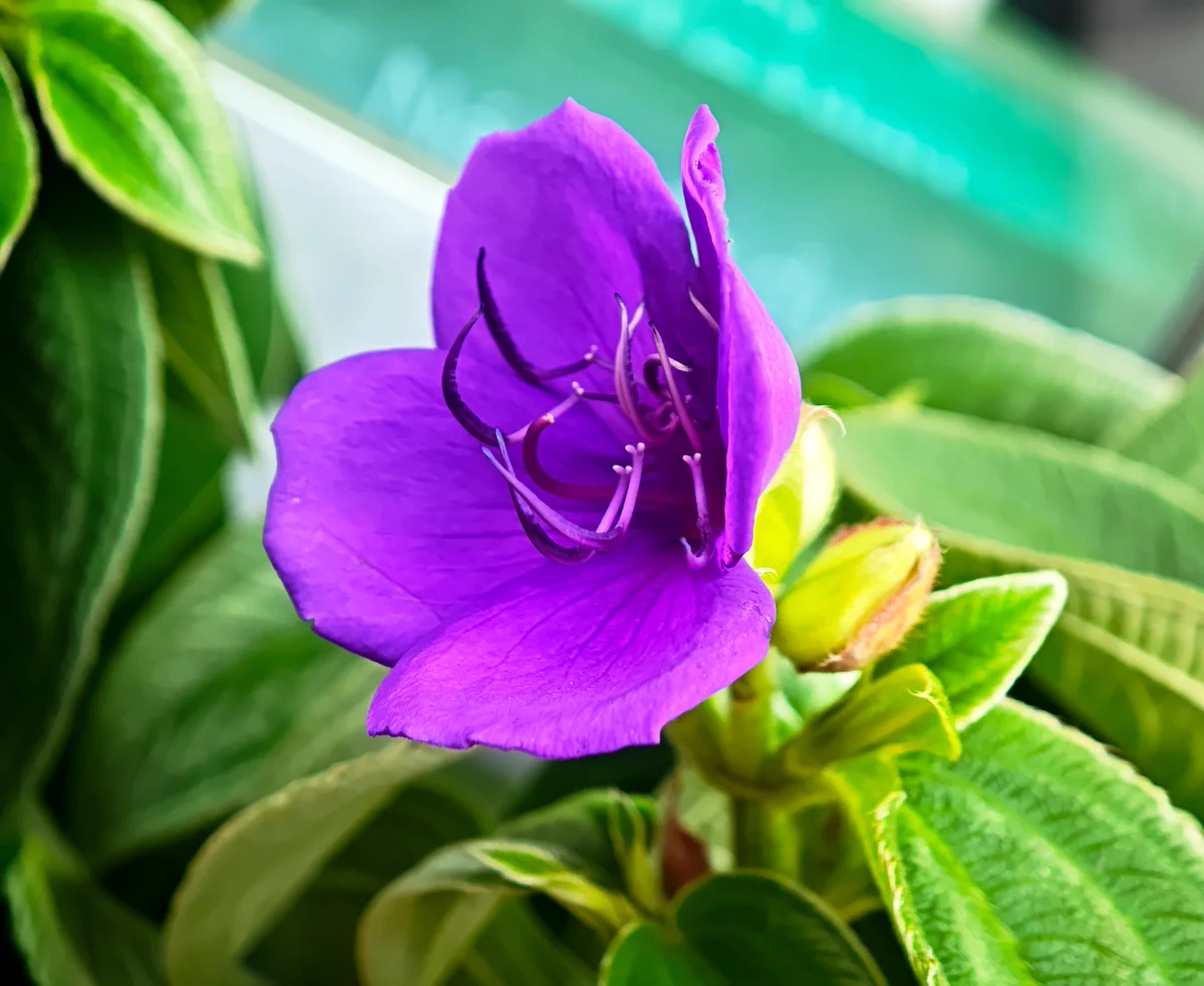 Flowers on X