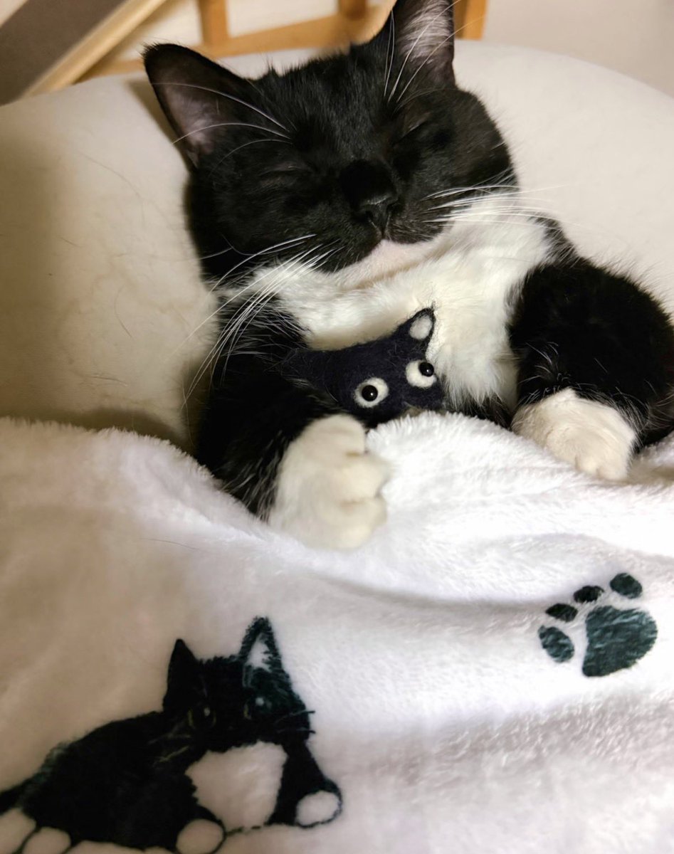 twaniimals's tweet photo. https://t.co/KIFpbDjEQ9