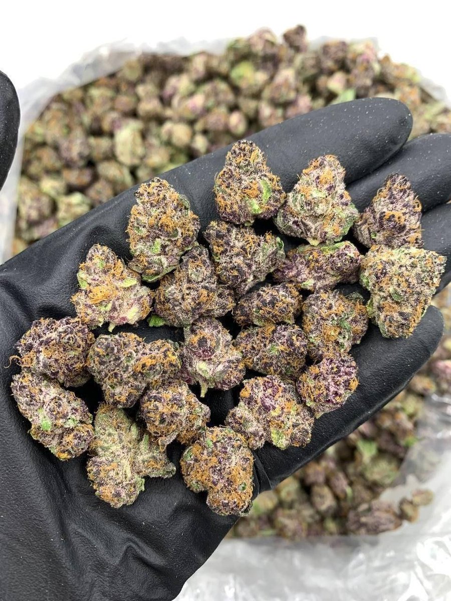 TwistedTrees_'s tweet photo. Michigan
Weed Detroit Weed Grand Rapids Weed Warren Weed Sterling Heights Weed Ann Arbor Weed Lansing Weed Flint Weed Dearborn Weed Livonia Weed Troy Weed Westland Weed Farmington Hills Weed Kalamazoo Weed Wyoming Weed Southfield https://t.co/nbfT2m9i9r