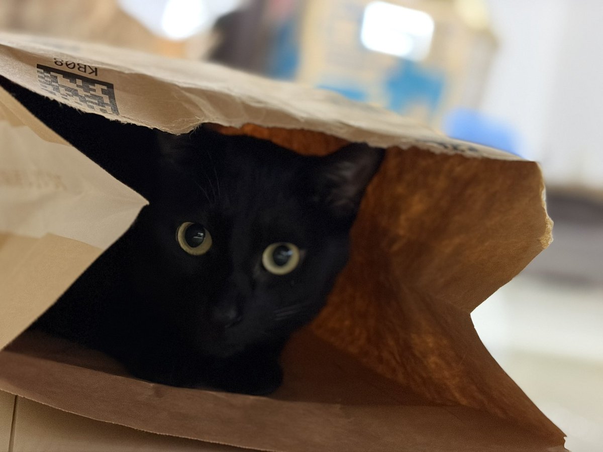 DynamiteKousuke's tweet photo. 絶対に寝室のどこかで猫ちゃんがオシッコしてて、匂いだけするのに発生源が全く分からなくて何にも対処できない。

犯にゃんは多分クロメ。 https://t.co/a5dxCWkkam