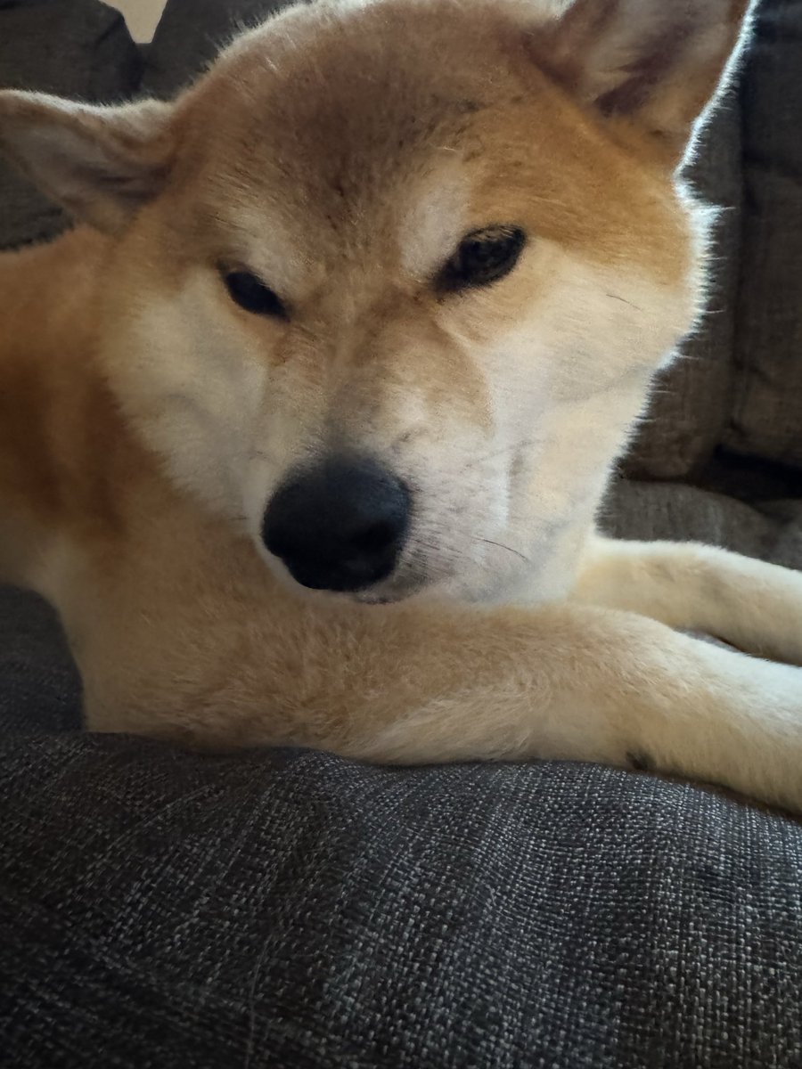 mugitya124's tweet photo. おはようございます🌞

雨が降ってるのに散歩に連れて行かれて濡れたから不機嫌なようだ🥺

#柴犬
#犬好きさんと繋がりたい https://t.co/tLohrCGCMA