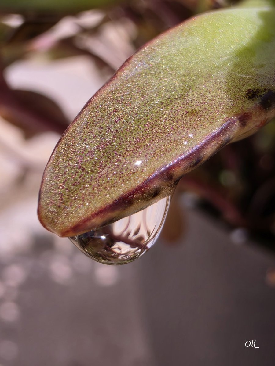 nanolijo's tweet photo. 💧 
#SamsungS26Ultra #WithGalaxy @SamsungEspana https://t.co/6ApBvcOKJR
