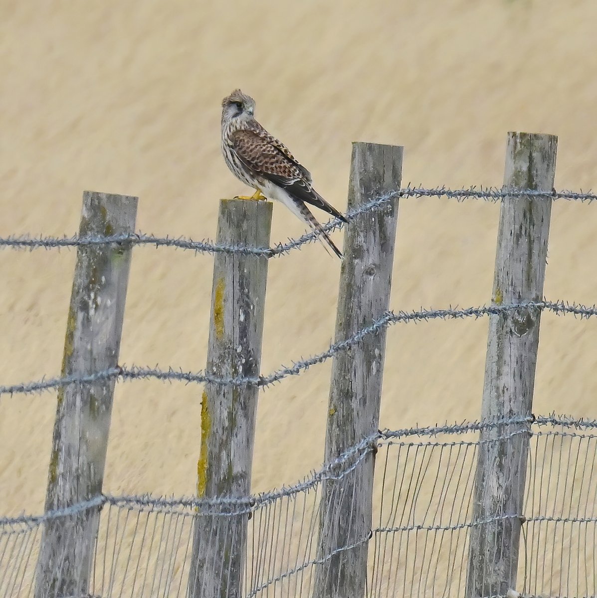 CarlBovisNature's tweet photo. Female Kestrel on a post. 😍
 Taken this week at the Huntspill seawall in Somerset. 😊🐦 https://t.co/u5xH6etLsC