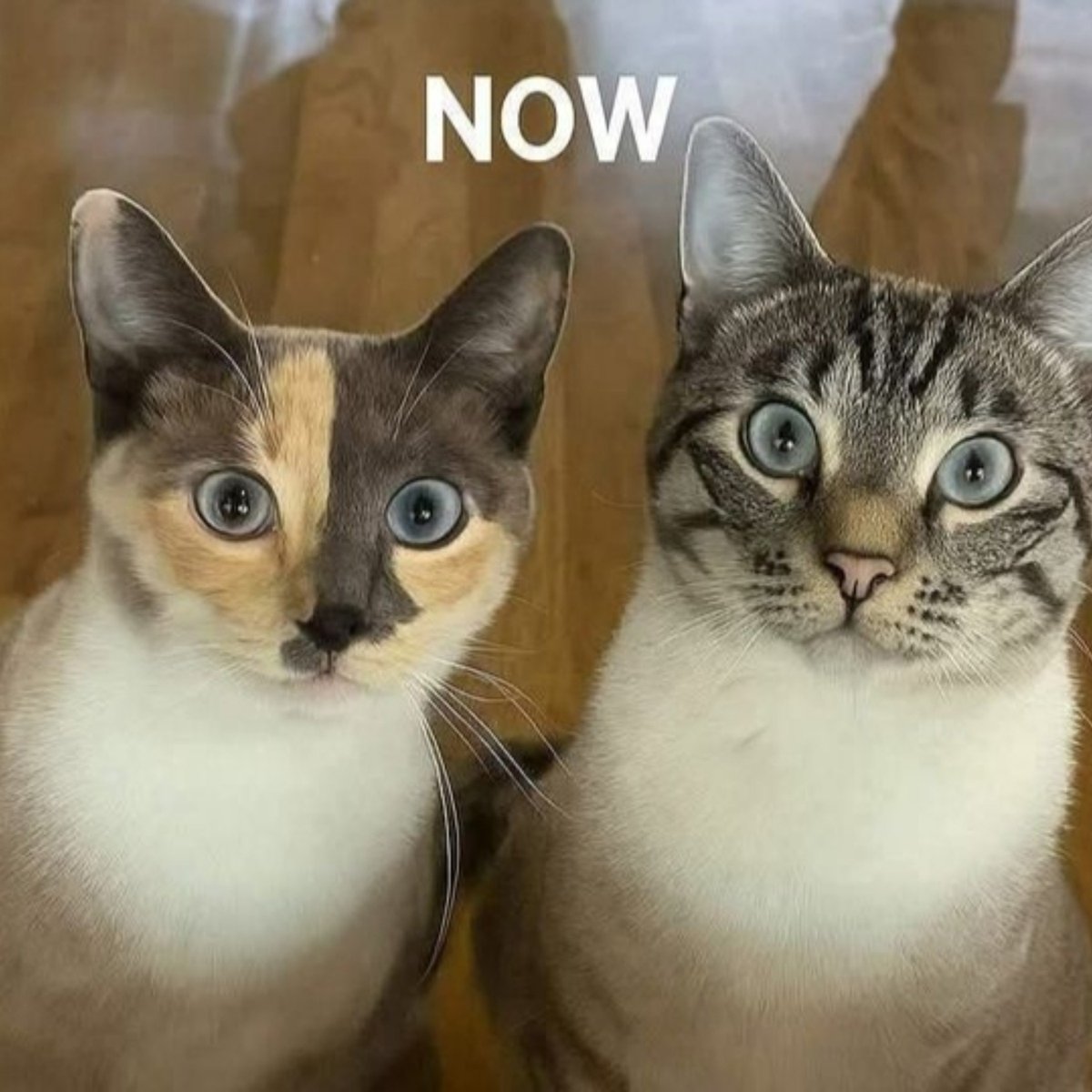fairyprxncess's tweet photo. Then                                       Now https://t.co/hFFih6TV8Z