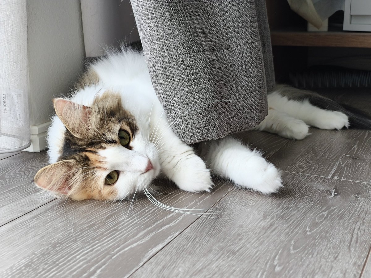 hamaguri_na's tweet photo. おはよ
 #ノルウェージャンフォレストキャット
 #猫のいる暮らし
 #猫好きさんと繋がりたい https://t.co/k2ZPM79gMR