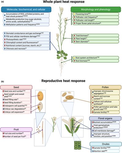 NewPhyt's tweet photo. #Viewpoint: The incredible vulnerability that reproduction poses for plant species in a warming world

Denney &amp; Taylor et al.
👇

📖 https://t.co/j1vIfHlAp7

#LatestIssue #PlantScience https://t.co/5fSYhOPdqX