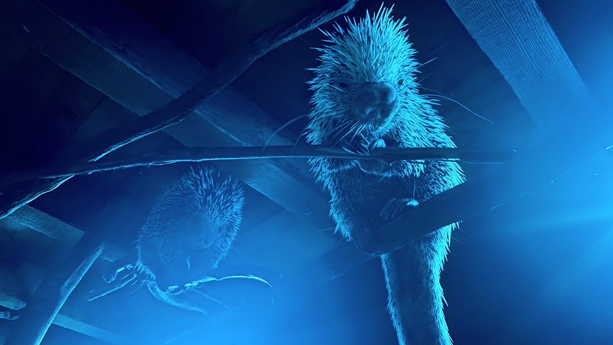 LIaquarium's tweet photo. Brazilian porcupines are slow-moving rodents that use their prehensile tails to hang and grasp while foraging for food in treetops at night. Despite their lack of speed, they are surprisingly agile and can climb quickly when needed. https://t.co/iZ7yTrOk9j