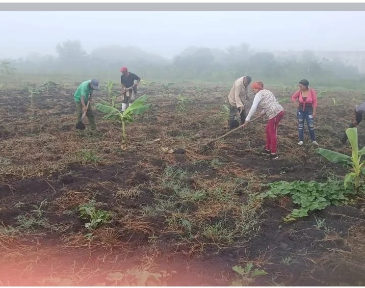 darilis229's tweet photo. 🌱🇨🇺 Jueves 20/8/26: El Cine Quebrada del Yuro se une al trabajo agrícola en la finca del Policlínico Ernesto Guevara (Vado del Yeso). 👩‍🌾👨‍🌾 Cultura y producción juntas por la alimentación del pueblo trabajador. ✨🔥#CineGranma https://t.co/RdAYrxKYYE