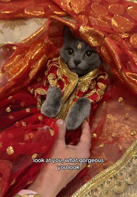 8_bit_barbie's tweet photo. i dont like that people never include my sister pyaari in the conversation of internet cats like shes soooooooo fierce https://t.co/8UUh5obXFQ