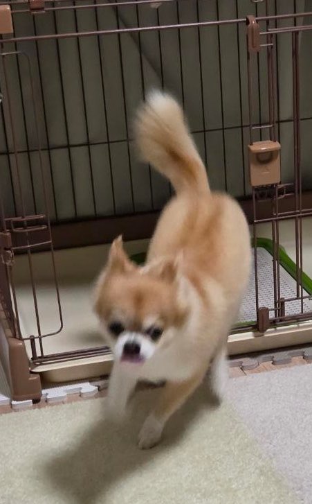 hanimaru38's tweet photo. オシッコ上手に出来たよ！
本日もよろしくお願いします
#dog #ちわわ #いぬのいる暮らし #いぬのきもち #わんこ #犬のいる生活 https://t.co/HGagf6HTJe