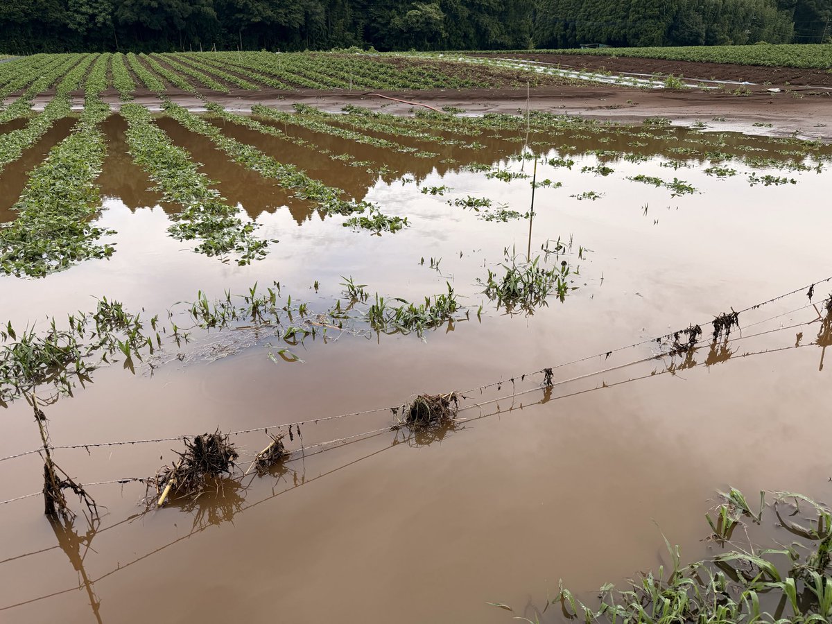 anbai_pr's tweet photo. 8/13の線状降水帯による豪雨で被災、トラクターの水没、圃場の落花生の3割が収穫できない見込み等、被害を受けてしまいました。
復旧作業をしながら、すでに出荷は再開していますが、機械の買い替え等のためクラファンに挑戦します。

https://t.co/3mOeQ1mTCs https://t.co/0wWKVTZove