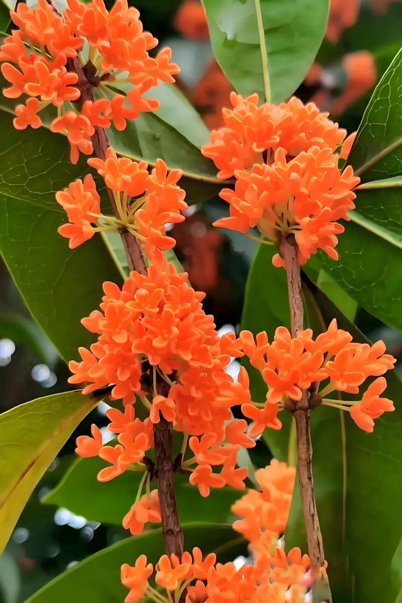 PLGSignsLtd's tweet photo. Sunny autumn morning breeze brings the sweet scent of osmanthus walking through the park! https://t.co/oU26QJ8kON