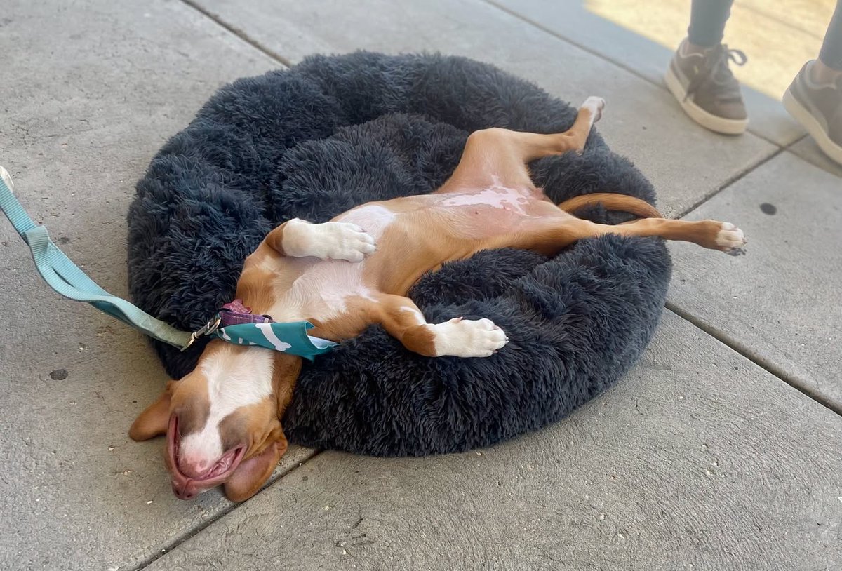 1LAnimalRescue's tweet photo. 🧡 ADOPT RUBY 🧡
14 weeks • Terrier mix • KID, CAT &amp; DOG friendly 🐾
Ginger fur, golden eyes &amp; a heart to match! Ruby loves toys, exploring, attention and belly rubs. ❤️
📍Meet Ruby 9/19 • 12–2
Pet Supplies Plus, Cherry Hill, NJ
#RescueDogs https://t.co/wM2WnZccgs