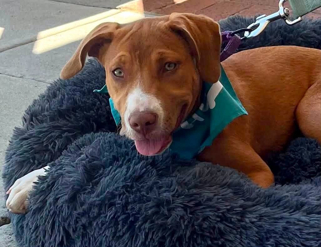 1LAnimalRescue's tweet photo. 🧡 ADOPT RUBY 🧡
14 weeks • Terrier mix • KID, CAT &amp; DOG friendly 🐾
Ginger fur, golden eyes &amp; a heart to match! Ruby loves toys, exploring, attention and belly rubs. ❤️
📍Meet Ruby 9/19 • 12–2
Pet Supplies Plus, Cherry Hill, NJ
#RescueDogs https://t.co/wM2WnZccgs