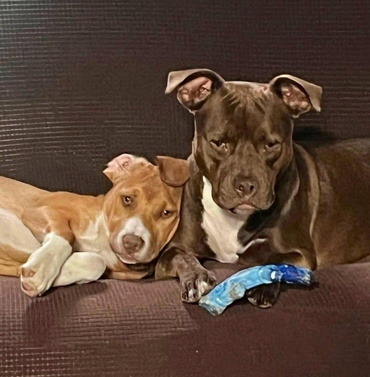 1LAnimalRescue's tweet photo. 🧡 ADOPT RUBY 🧡
14 weeks • Terrier mix • KID, CAT &amp; DOG friendly 🐾
Ginger fur, golden eyes &amp; a heart to match! Ruby loves toys, exploring, attention and belly rubs. ❤️
📍Meet Ruby 9/19 • 12–2
Pet Supplies Plus, Cherry Hill, NJ
#RescueDogs https://t.co/wM2WnZccgs