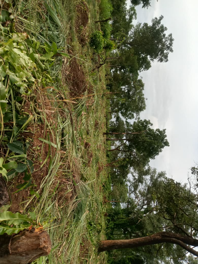 GdhInitiative's tweet photo. From 18–20 August 2026, GDH Initiative supported the Hands to Hands Cooperative of Ukende and the Integrated Cooperative of Adagom 1 Refugee Settlement to clear and prepare farmland for the upcoming maize planting season.

#GDHInitiative #FoodSecurity #Agriculture #Refugees https://t.co/dVbfN9Dmii