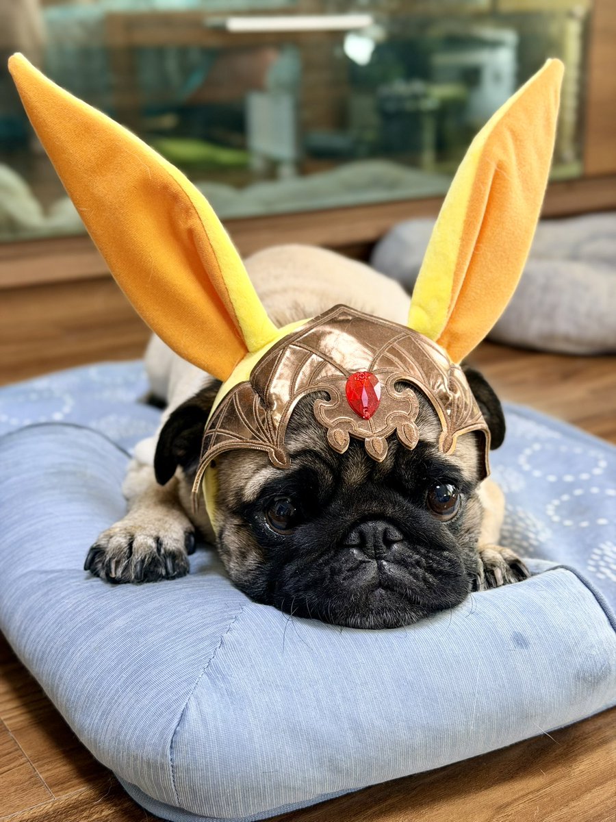 BuccoRoth's tweet photo. 今日はグッズ紹介だねぇサト〜(σﾟ∀ﾟ)σ
カーバンクルはごくごく自然に着こなすよね。

おはようございました。 https://t.co/Bq4NM0rZDb