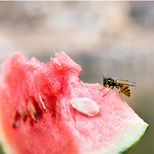 Richmond_BC's tweet photo. ☀️ Seeing more wasps around lately? Late summer is the busiest time of year for wasp activity.
While they can sometimes be a nuisance around food and drinks, wasps also play an important role by:
🌸 Pollinating plants and flowers
🐛 Helping control garden pests naturally
🌎 Supporting healthy ecosystems

We have created a page to help residents understand the benefits of wasps, when a nest may need attention and what to do depending on the situation.

For more information on wasps: https://t.co/kKkE9rw1XZ