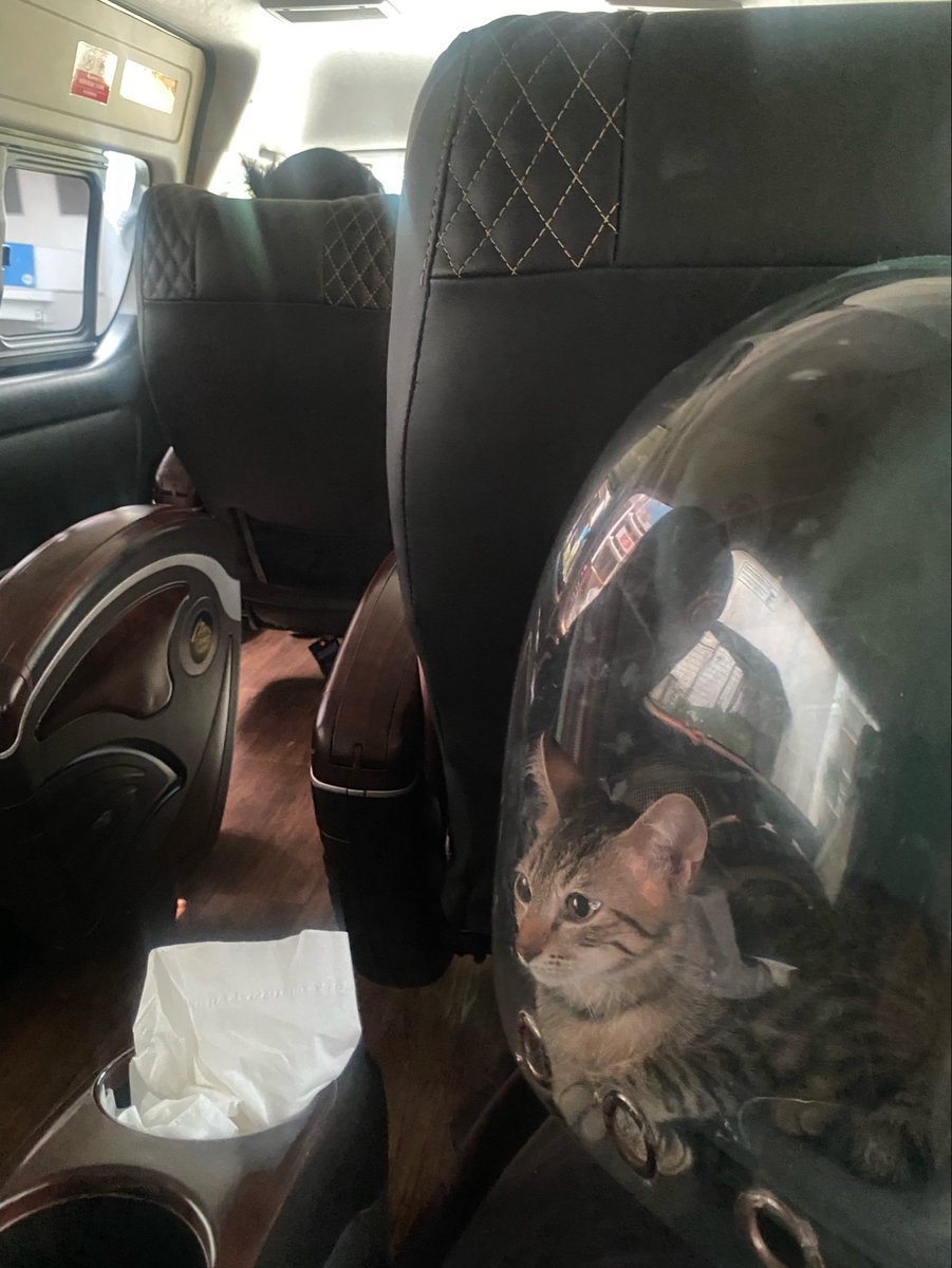 facesrearranged's tweet photo. kucink anyinkkkk travel gw 150k travel dia 350k loh anyinkkkk mana mbaknya blg “kucing ky gini mah dikos saya banyak” anjingggggg https://t.co/EtTDRjcOmw