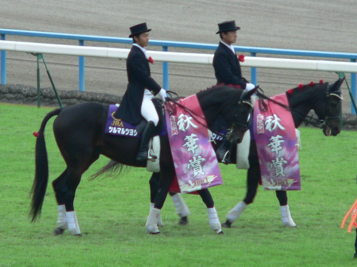 leadhorse244's tweet photo. ２００７年１０月１４日（秋華賞）
京都競馬場誘導馬
ツルマルツヨシ・グリーンブリッツ

#ツルマルツヨシ 
#誘導馬 
#京都競馬場 https://t.co/BaB6oMARRR