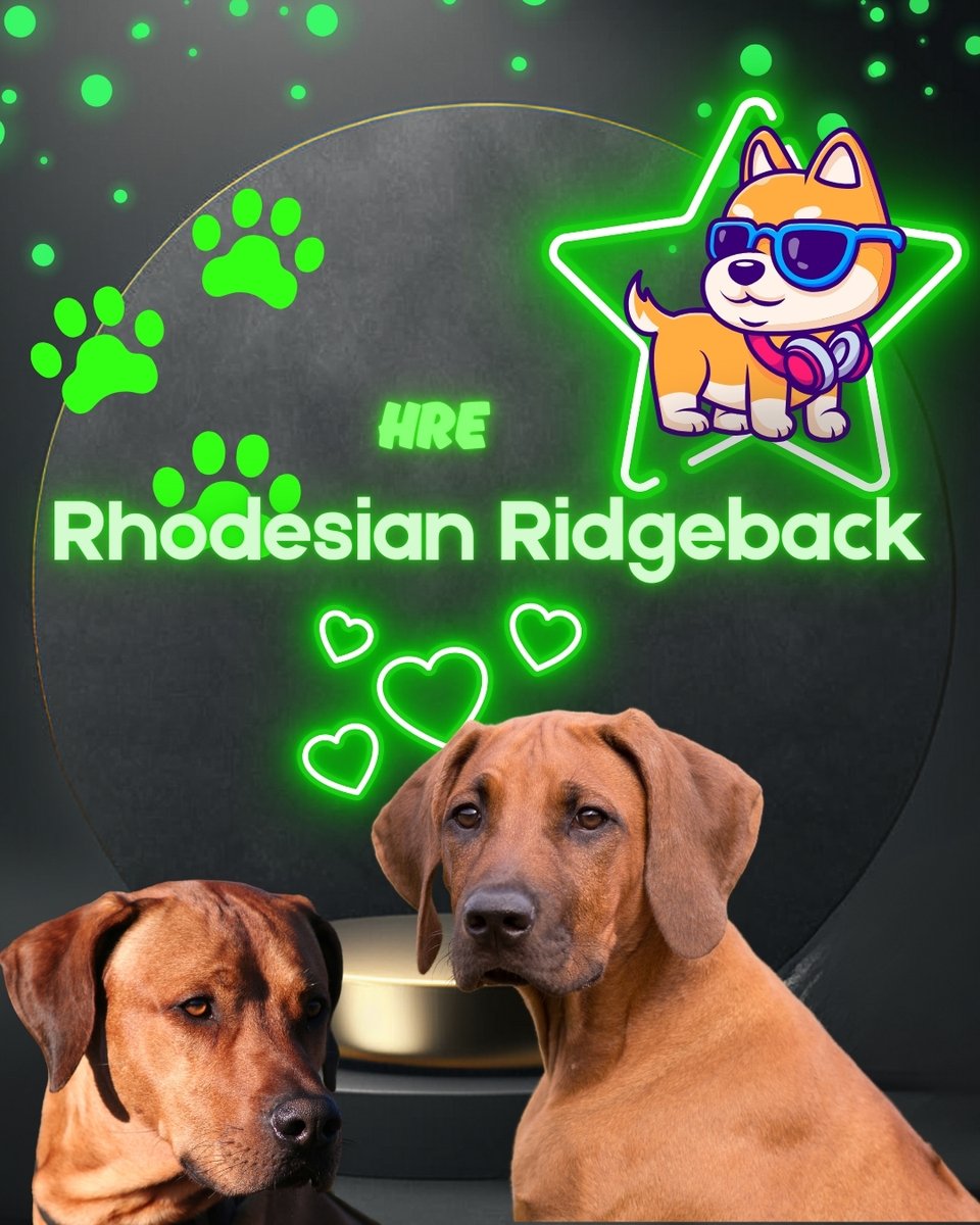 MascotasClubCol's tweet photo. Cachorros rhodesian ridgeback venta criadero colombia información llamando al 3123781314 envíos a su ciudad crestados rhodesianos Palmira Popayan Buenaventura Floridablanca Sincelejo Tumaco Envigado Dosquebradas Tulua Barrancabermeja Bucaramanga Cucuta Leticia https://t.co/5GcoFwlfNn
