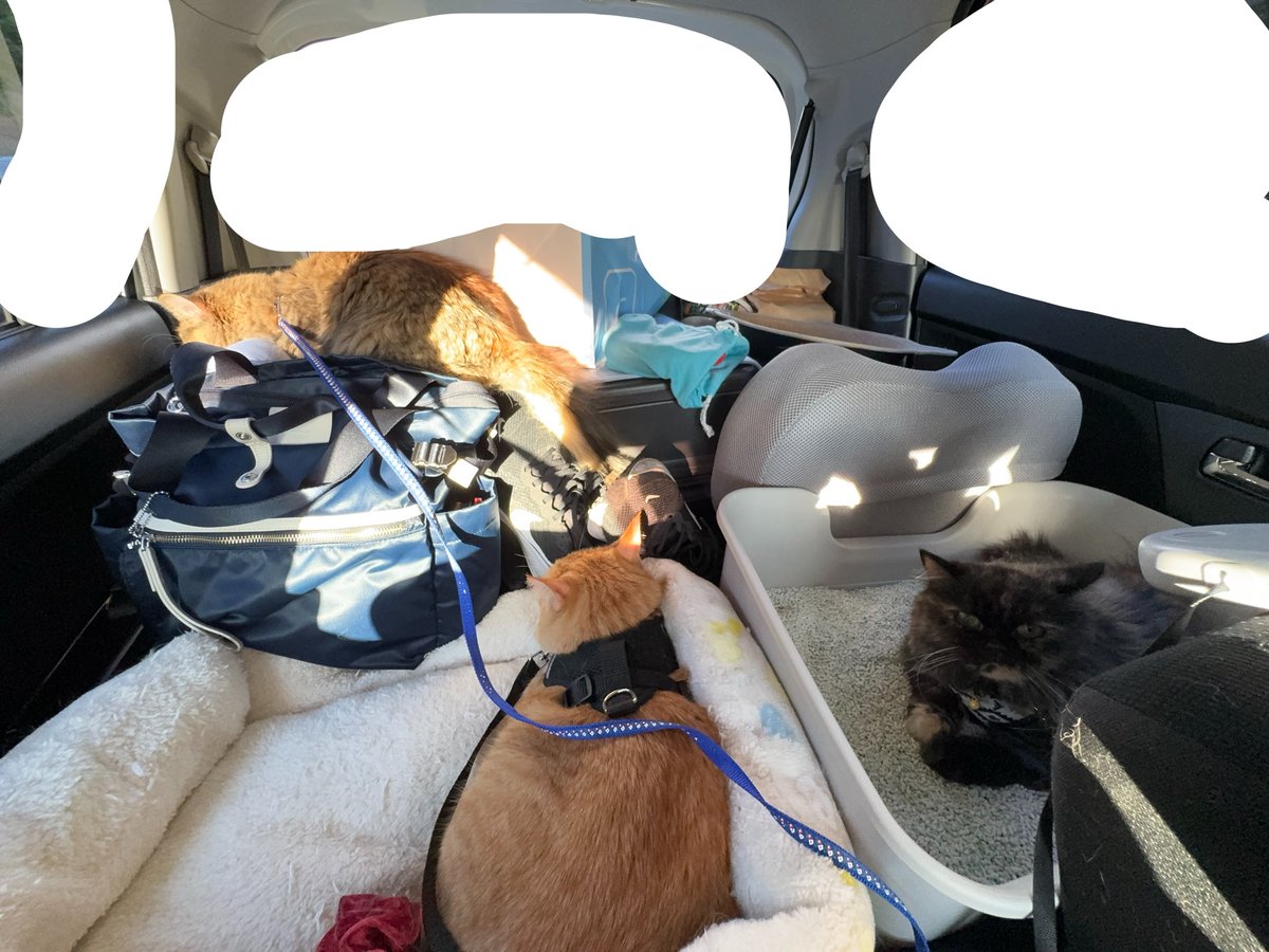 poco_dao's tweet photo. 猫３匹連れて8/12~19まで高知に帰省してました🚗³₃ https://t.co/fNWjKJRPAT