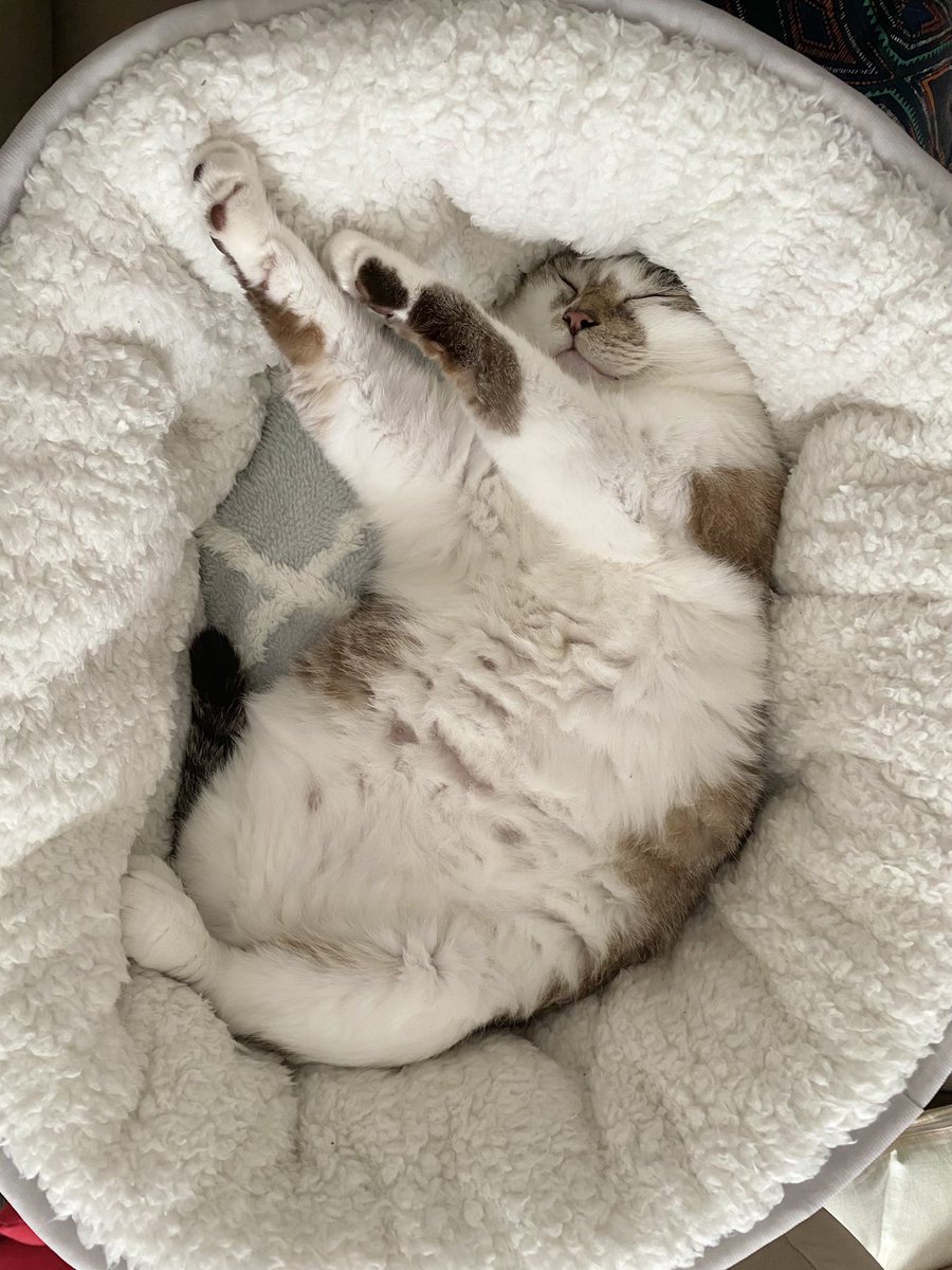 norapoyolife's tweet photo. ぼ、盆踊り猫だーーー！！！
夏だもんね🏮♫ https://t.co/EXotNtO82E